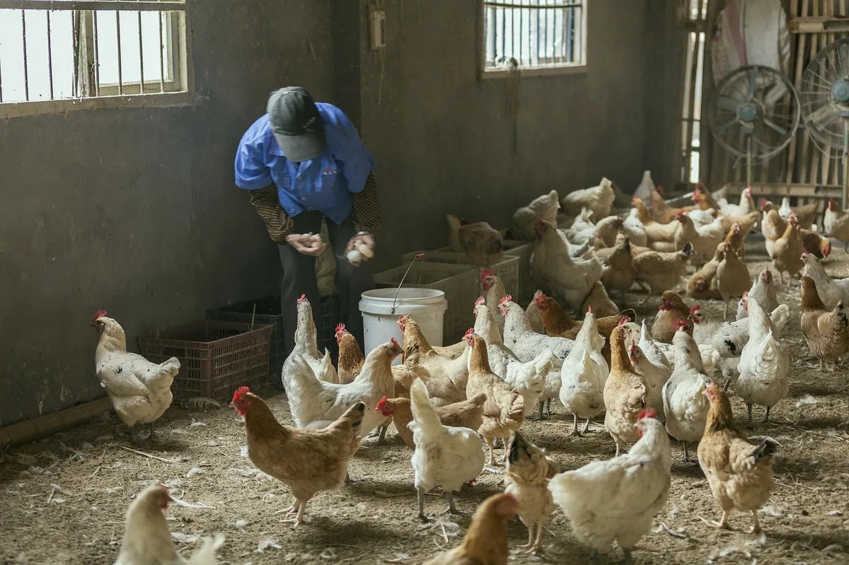 Kümeste tavuklara yem veren kişi
